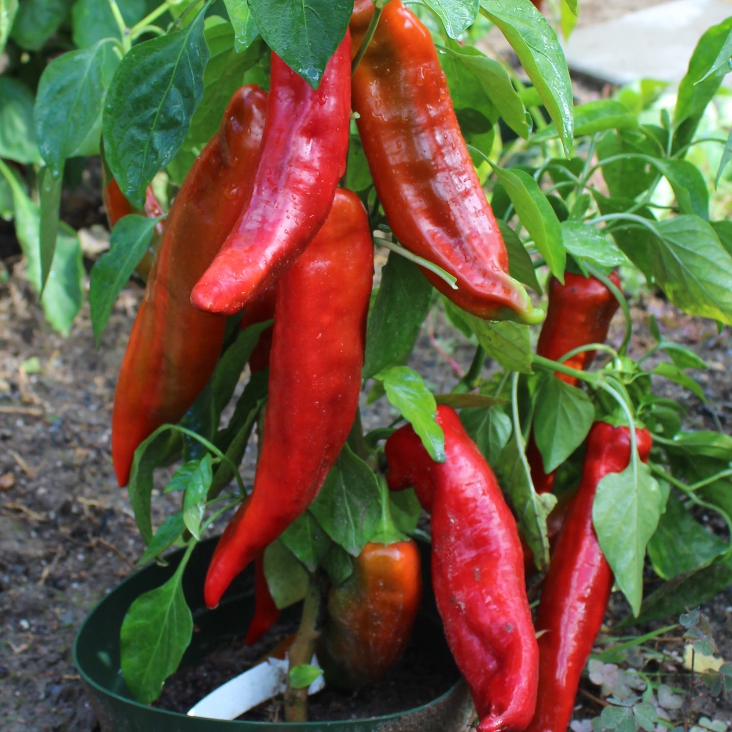 Spitzpaprika "Corno Rosso"