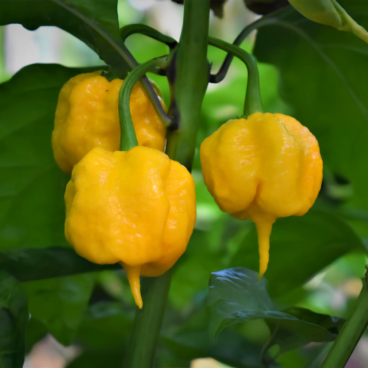 Setzling Chili "Carolina Reaper Yellow"