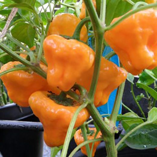 Setzling Chili "Jamaican Hot Orange"