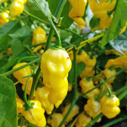 Setzling Chili "Habanero Lemon"