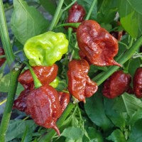 Setzling Chili "Carolina Reaper Brown"