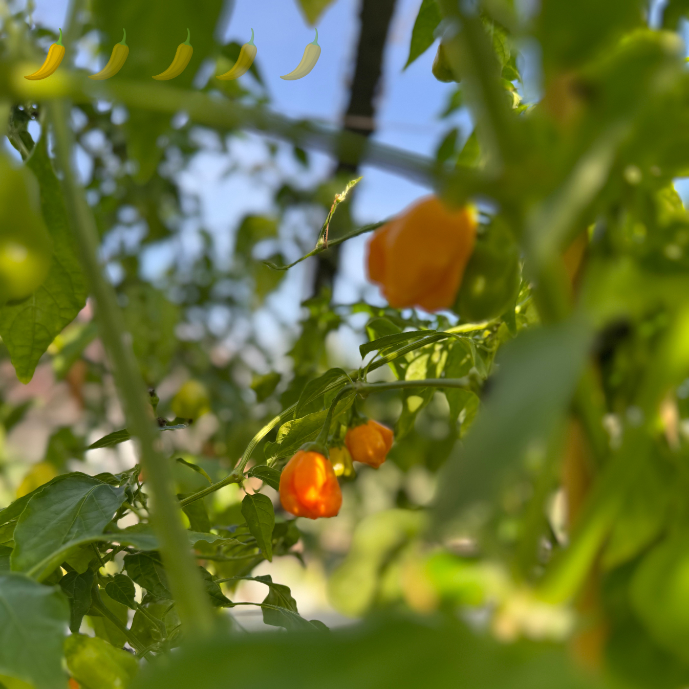 Chili "Aji Mango"