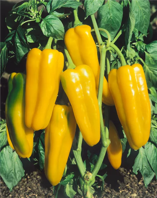 Paprika "Yellow Marconi"
