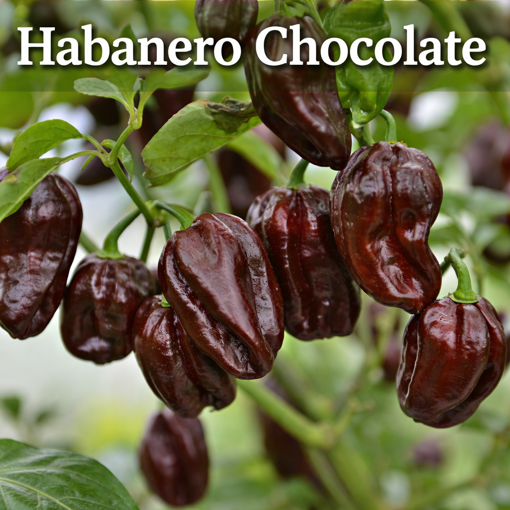 Setzling Chili "Habanero Chocolate"