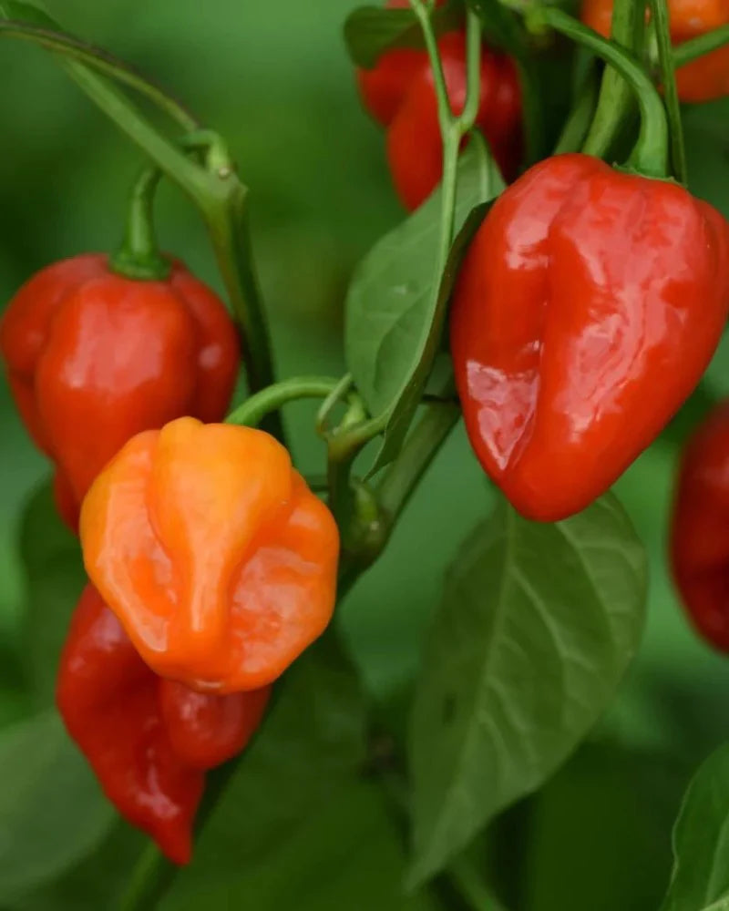 Chili "Habanero Rot"