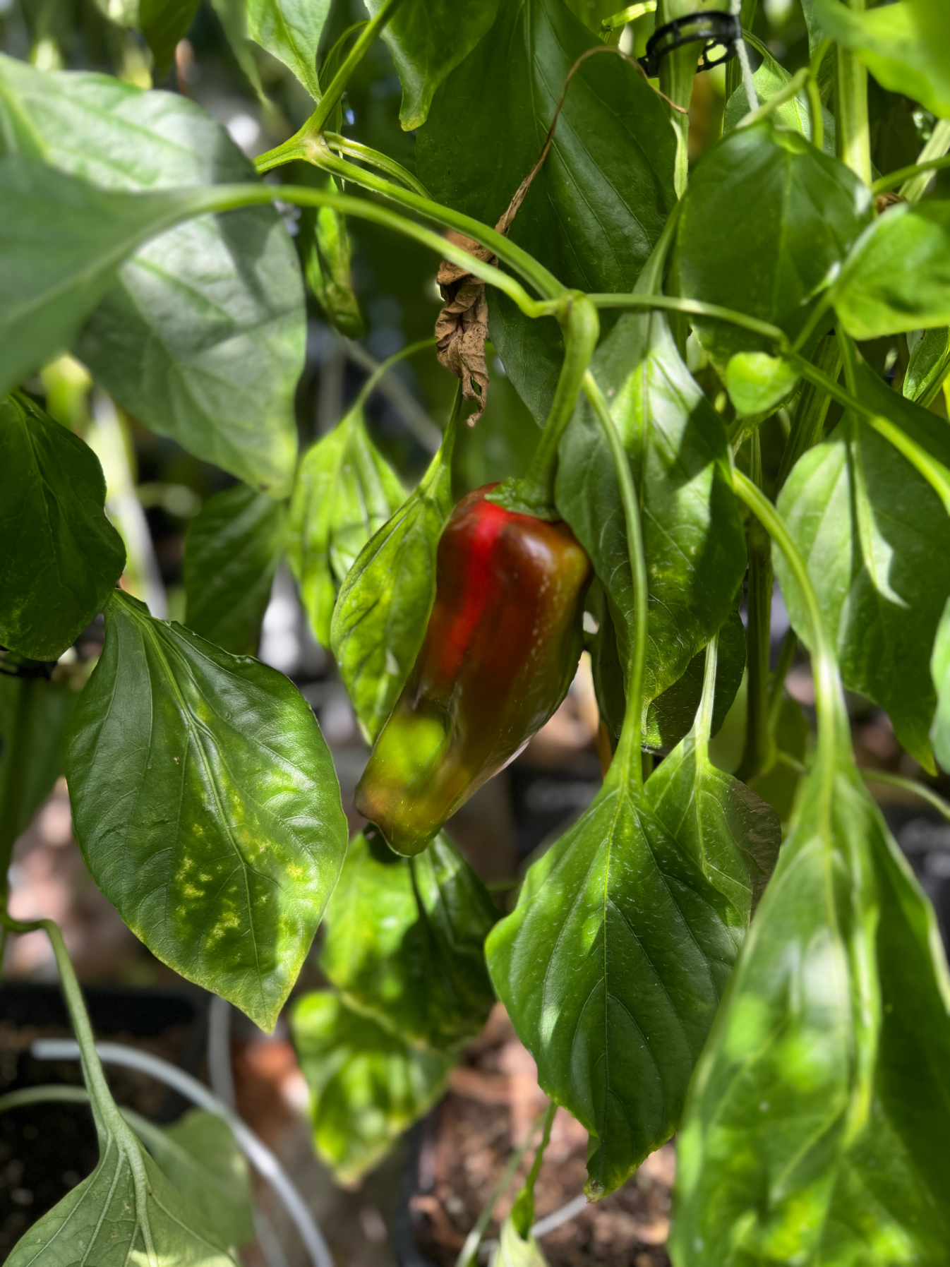 Spitzpaprika "Corno Rosso"