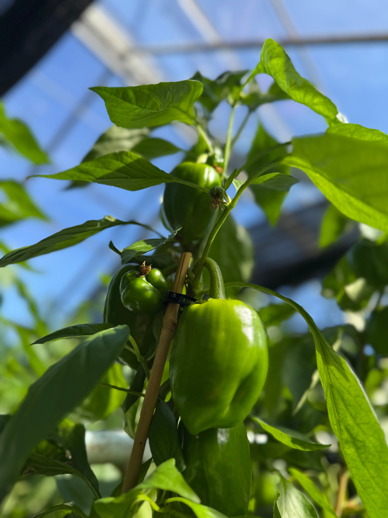 Paprika "Cubo Orange"