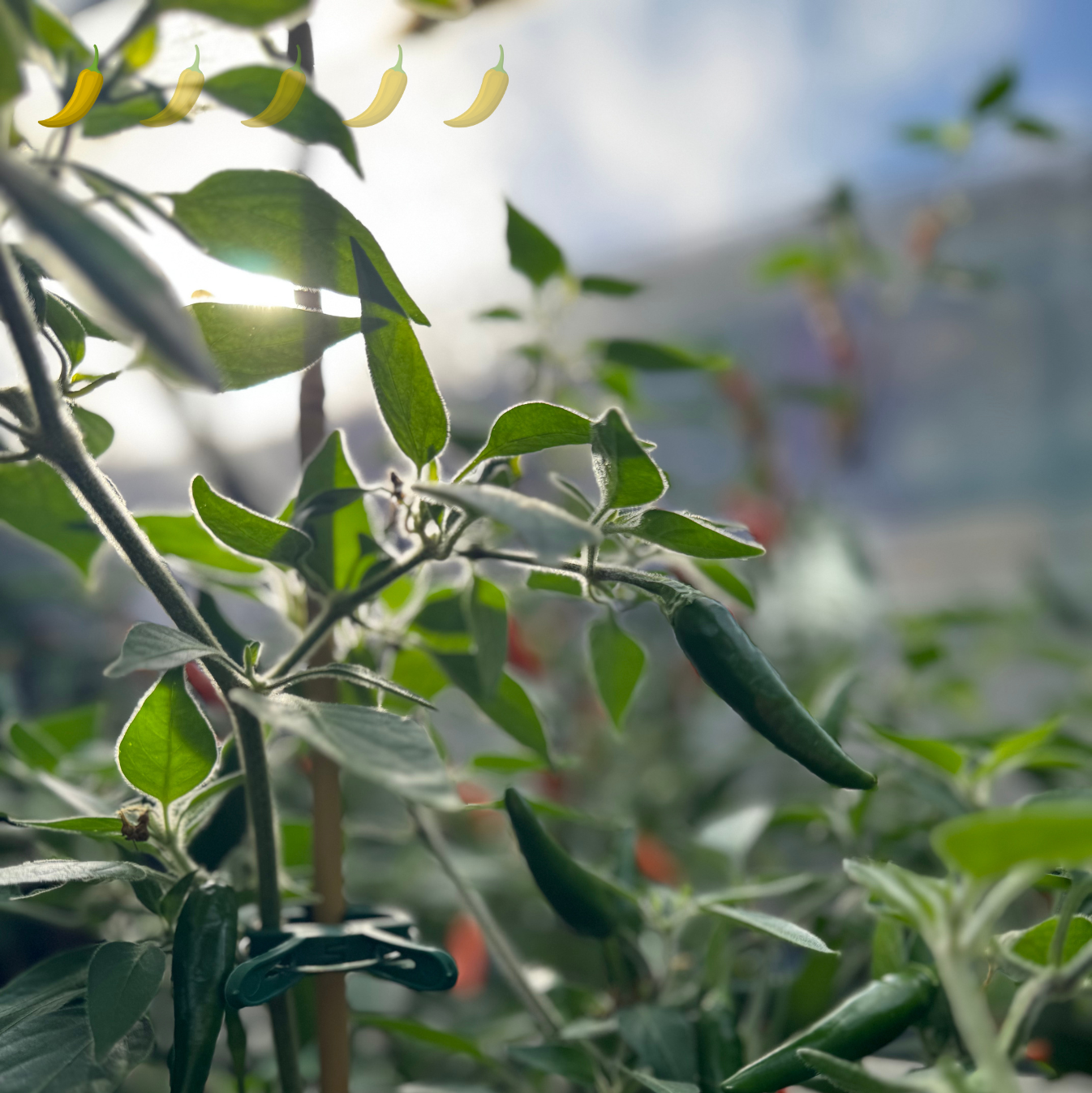 Chili "Goat´s Weed Orange"