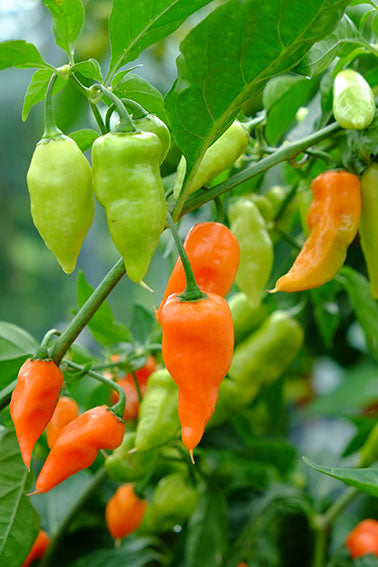 Setzling Chili "Habanada"