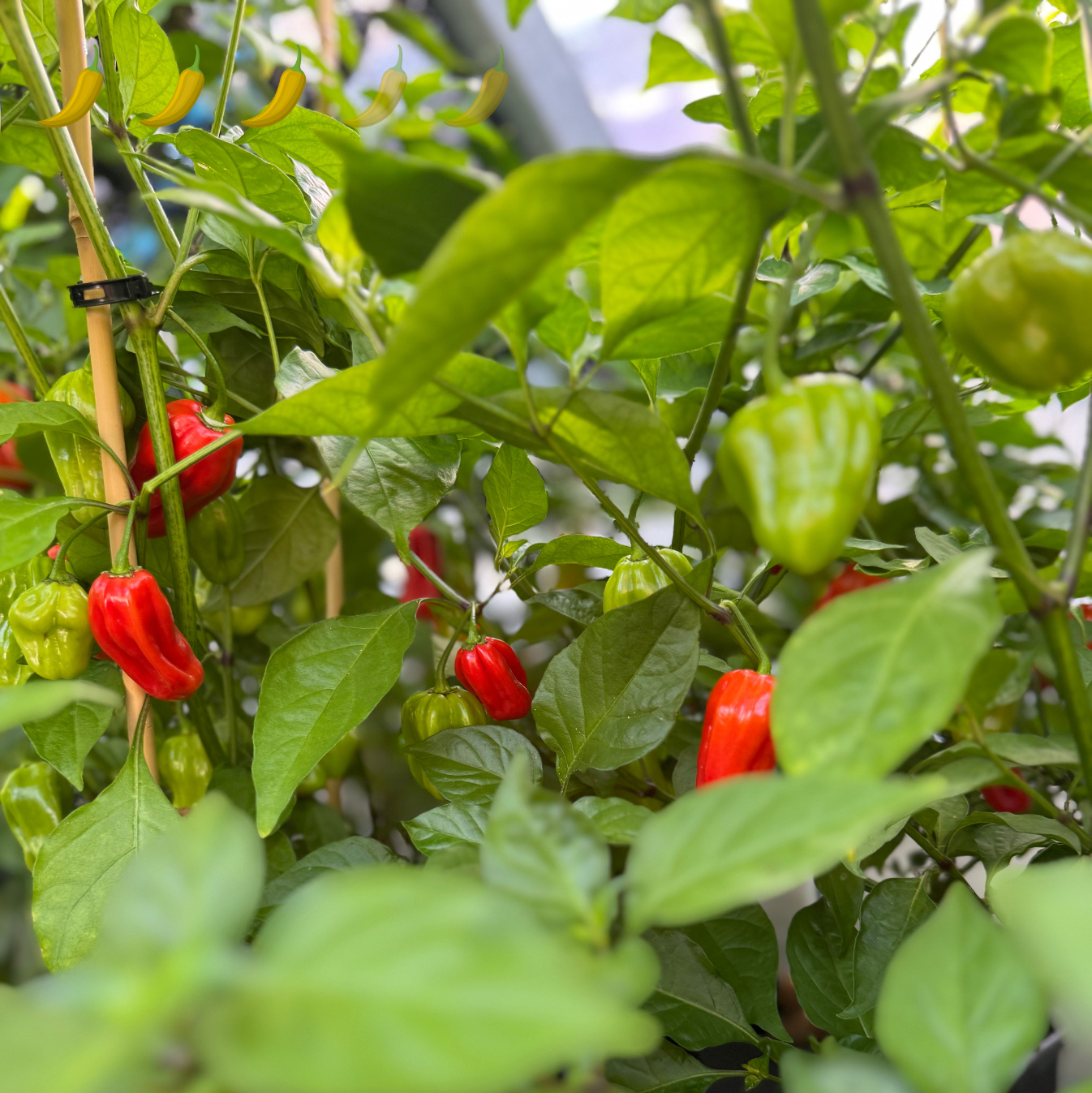 Chili "Habanero Rot"