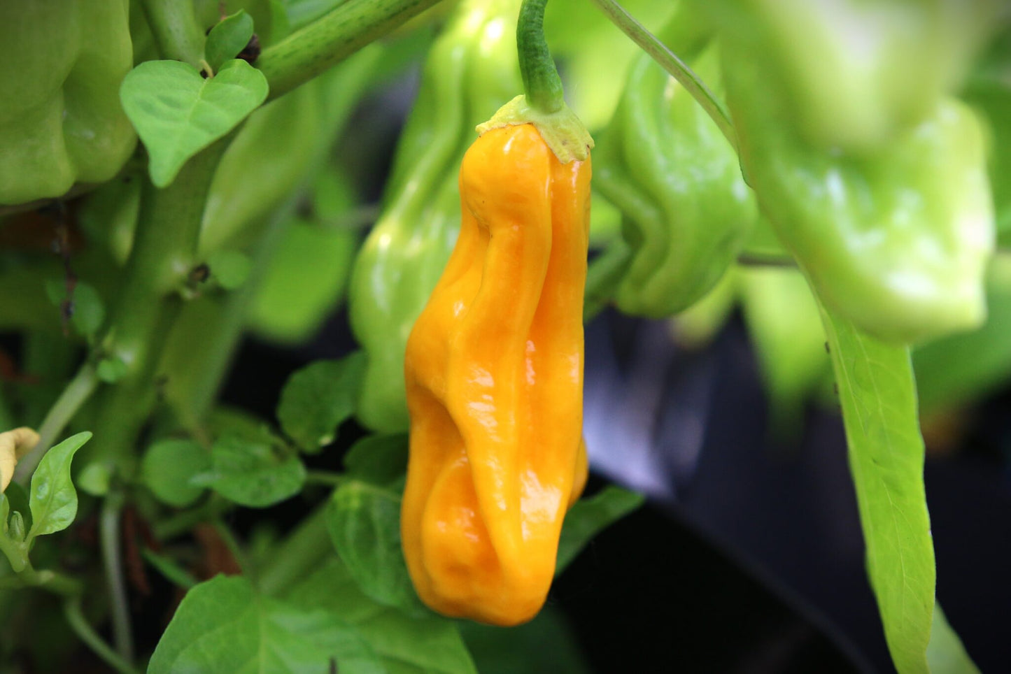 Chilipulver "Goronong"