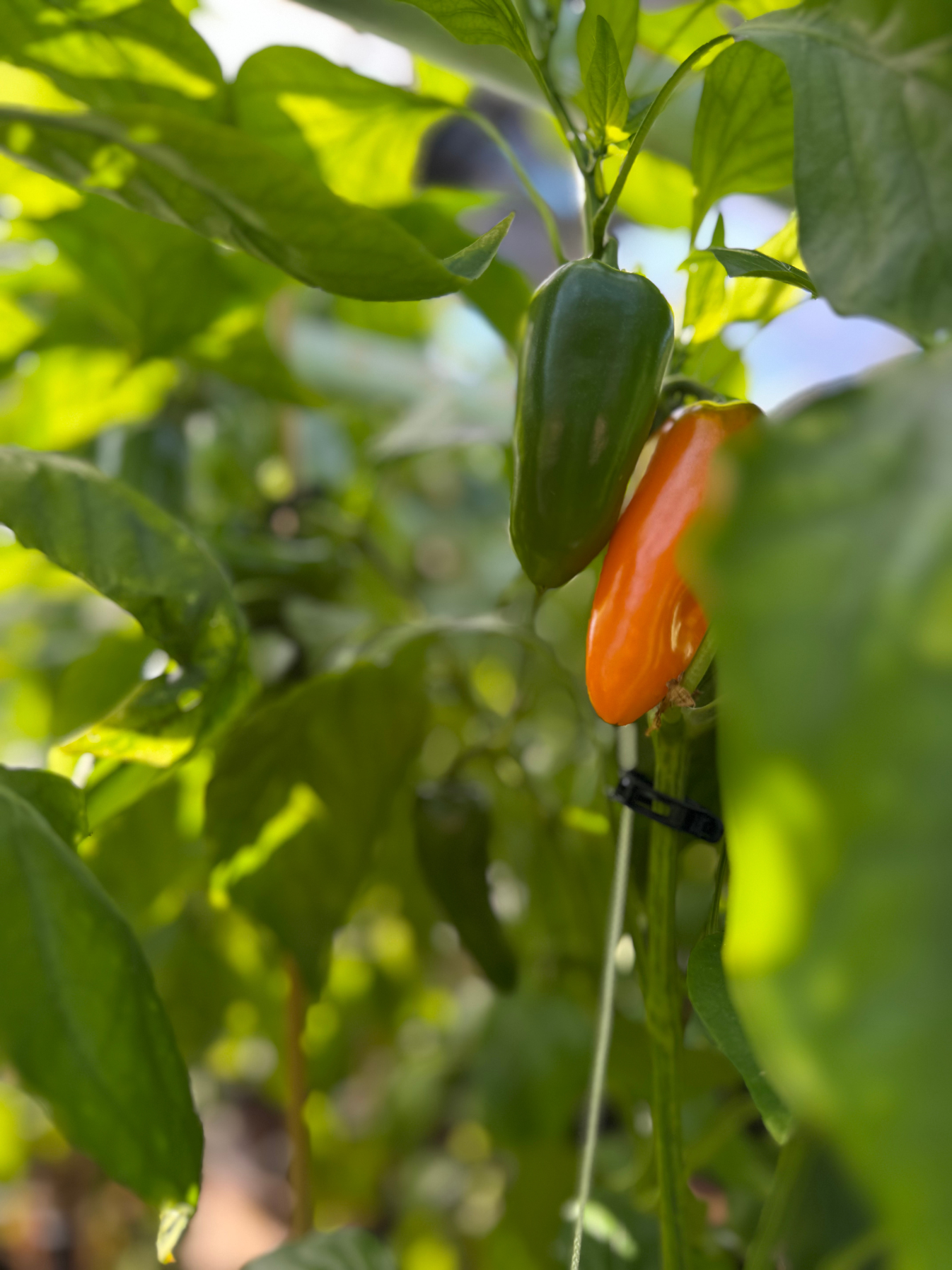 Paprika "Hamik"