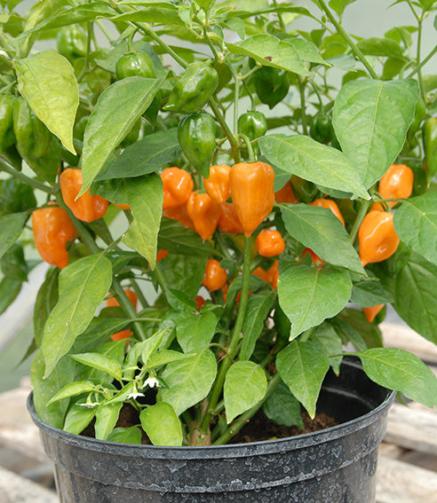 Chili "Habanero Orange"