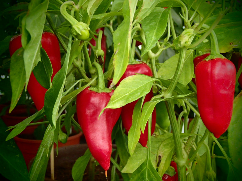 Setzling Paprika "Türkische Gewürzpaprika"