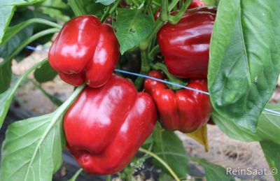 Setzling Paprika "Yoyoma"