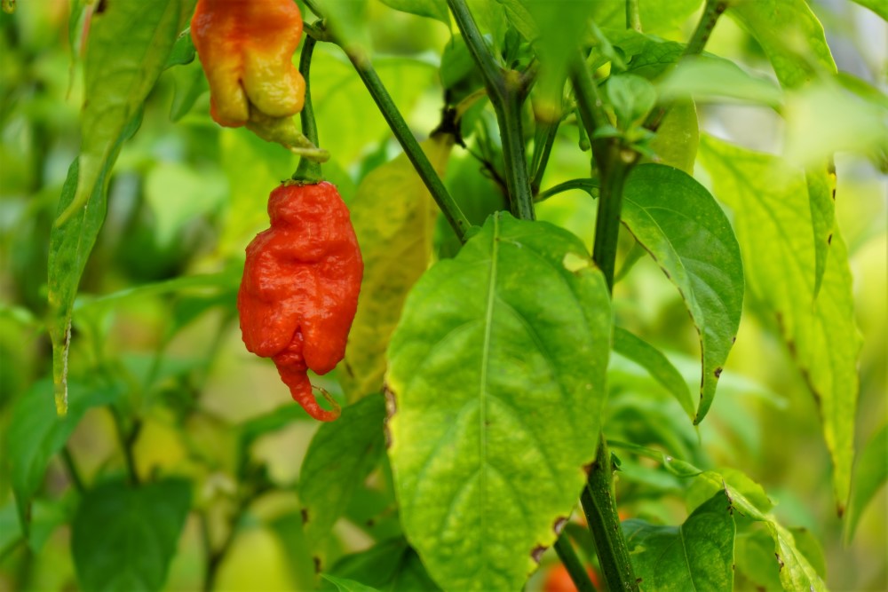 Chilipulver "Primotalii"