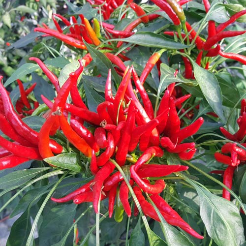 Setzling Chili "Thai Ladyfinger"