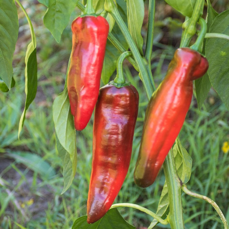Paprika "Sweet Palena"