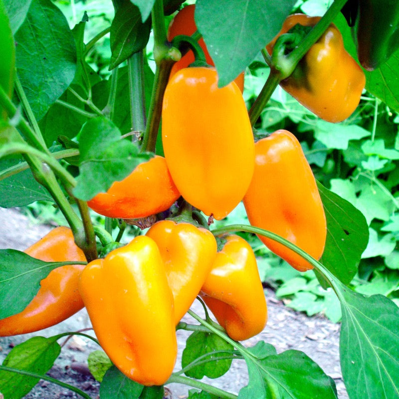 Setzling Paprika "Hamik"