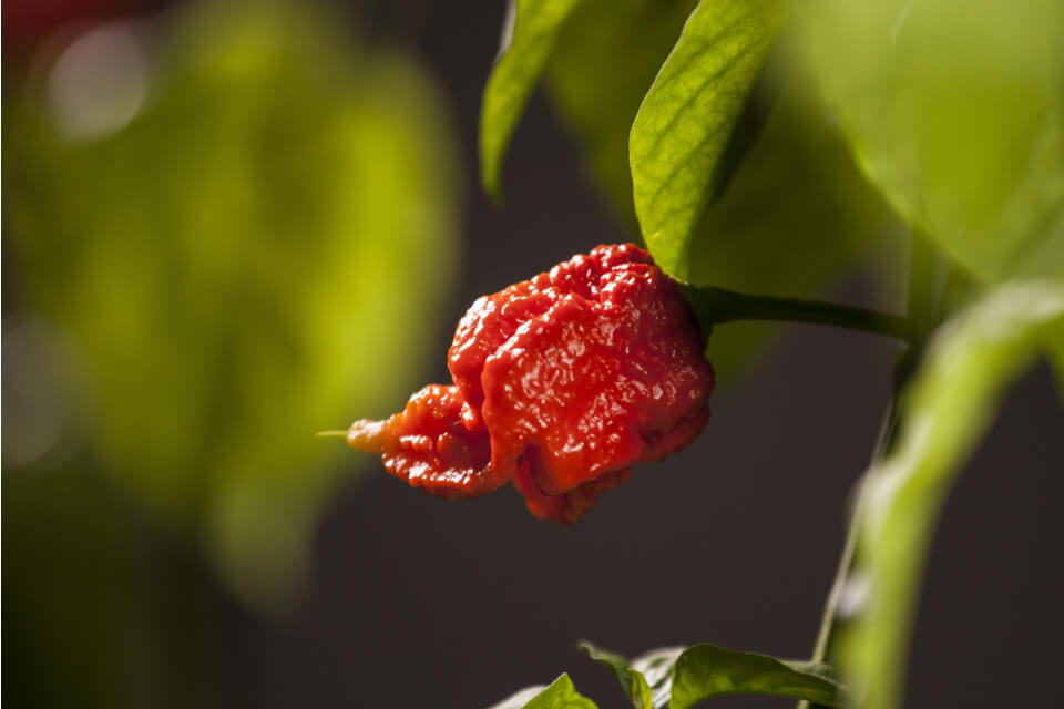 Setzling Chili "Carolina Reaper Red"