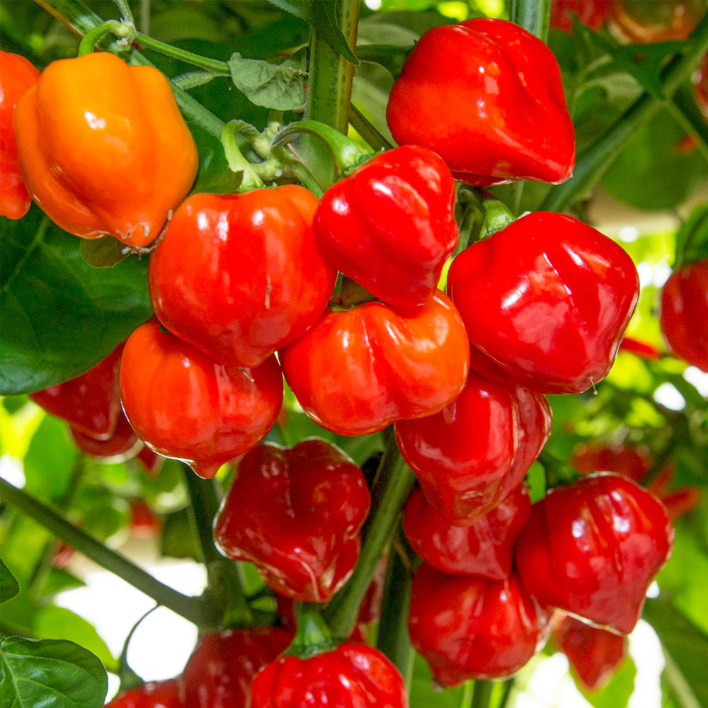 Chili "Caribbean Red"