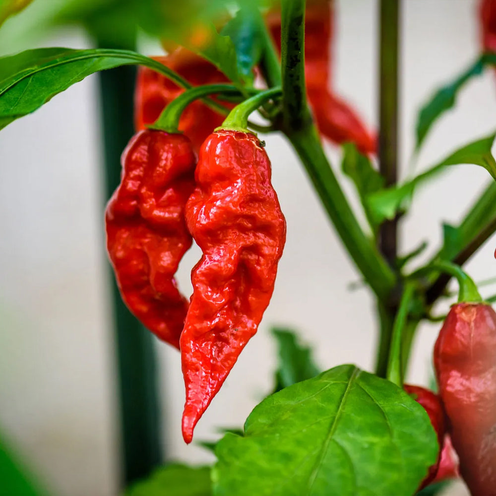 Chili "GHOSTCHILI' Bhut Jolokia"