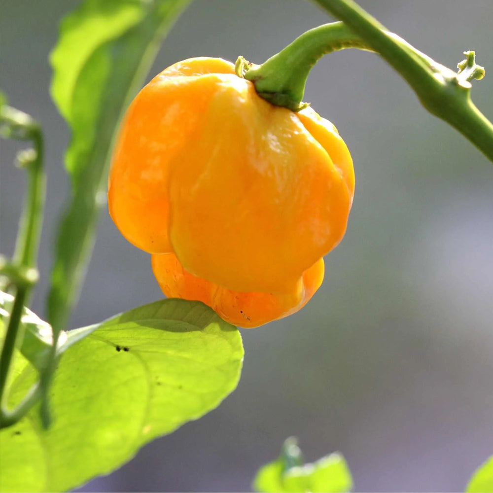 Chili "Big Jamaican Yellow"