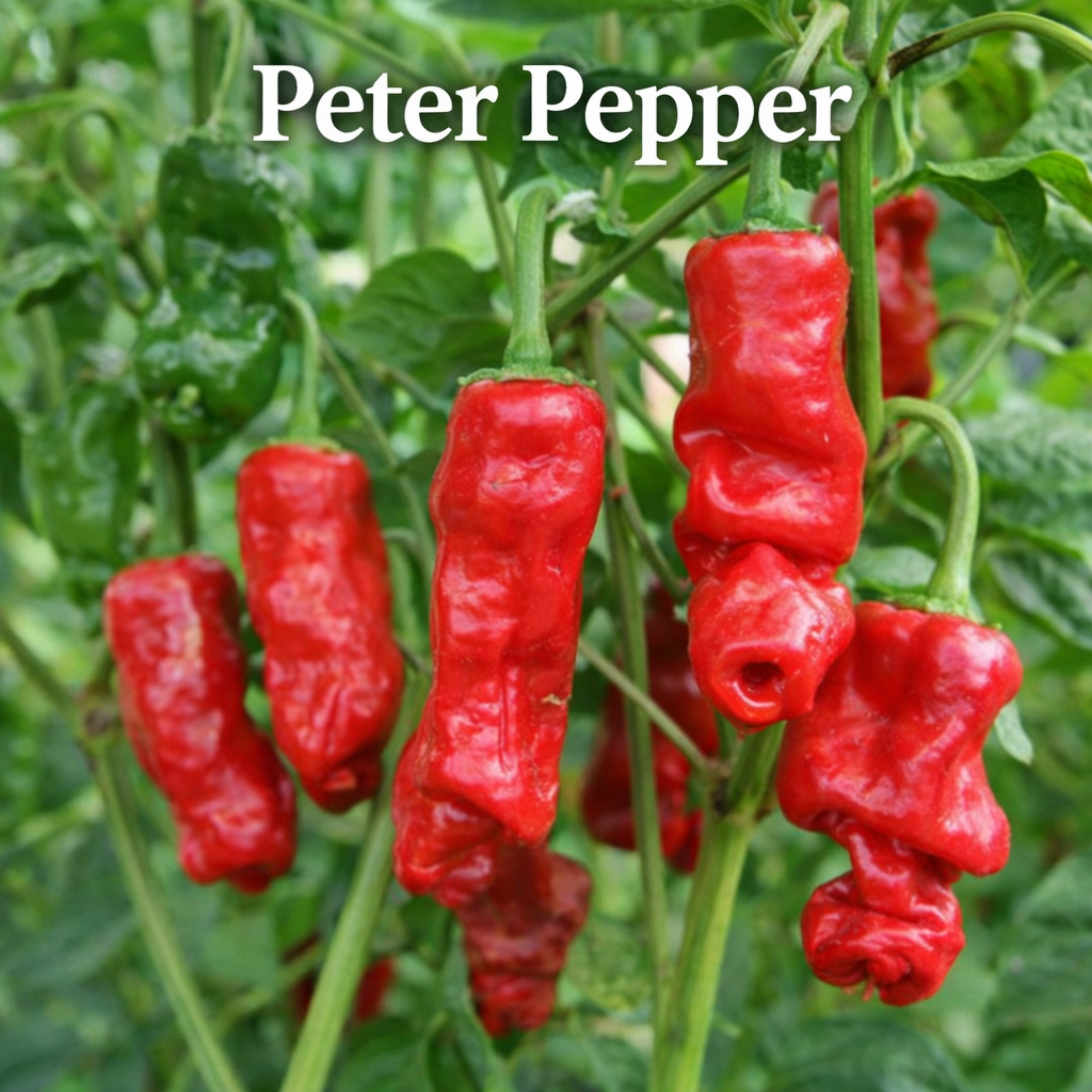 Setzling Chili "Peter Pepper"