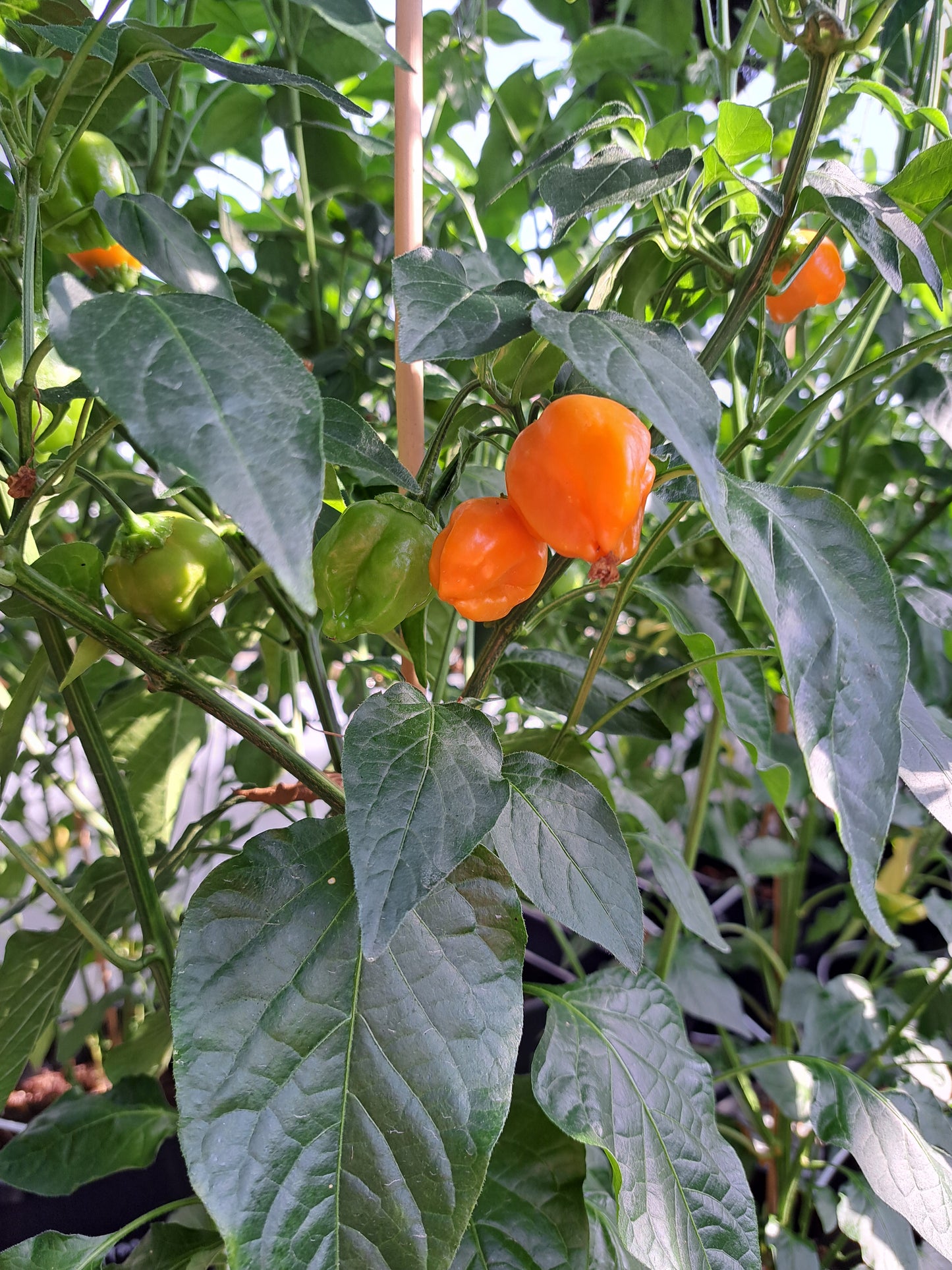 Chili "Aji Mango"