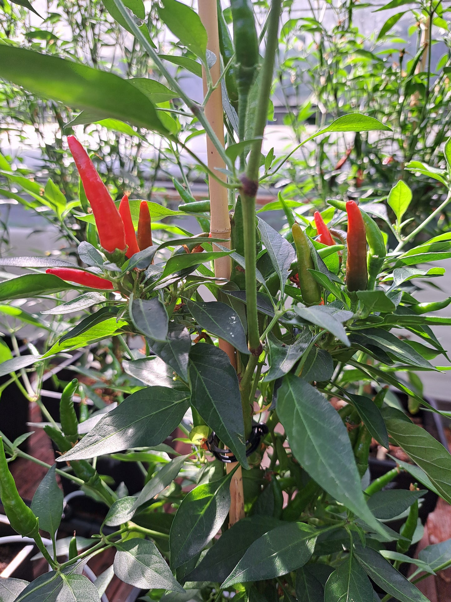 Chili "Thai Ladyfinger"