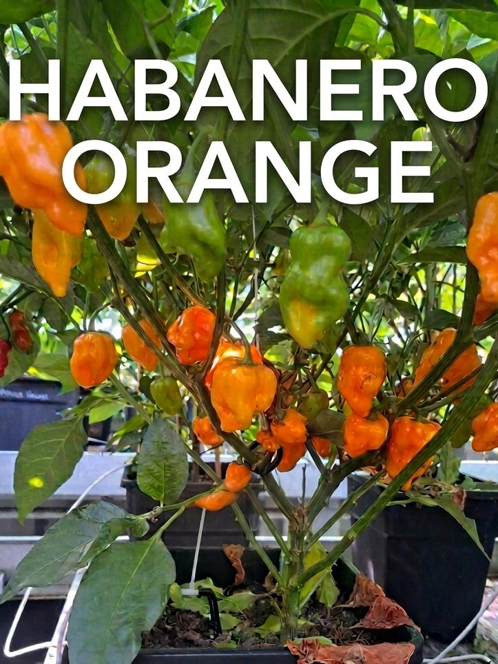 Setzling Chili "Habanero Orange"