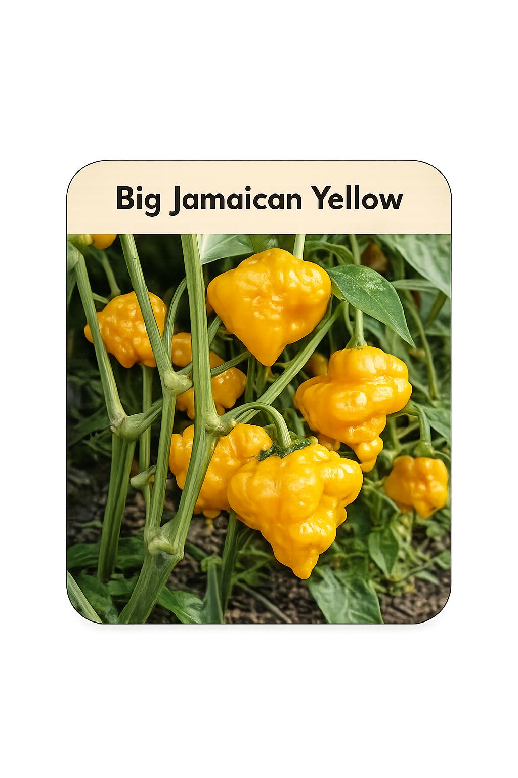 Setzling Chili "Big Jamaican Yellow"