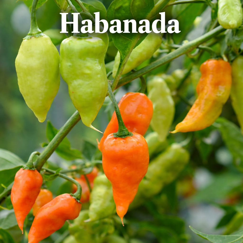 Setzling Chili "Habanada"