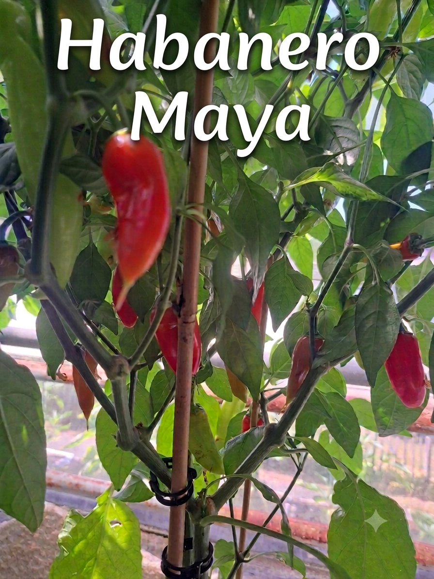 Chili "Habanero Maya"