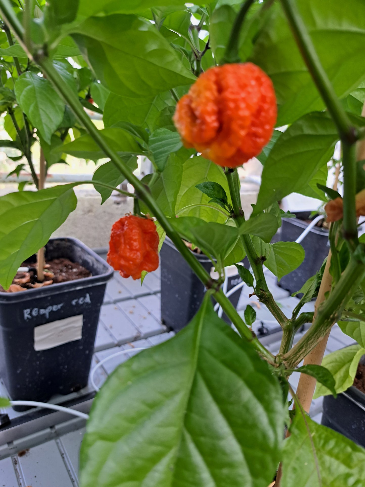 Chili "Carolina Reaper Red"