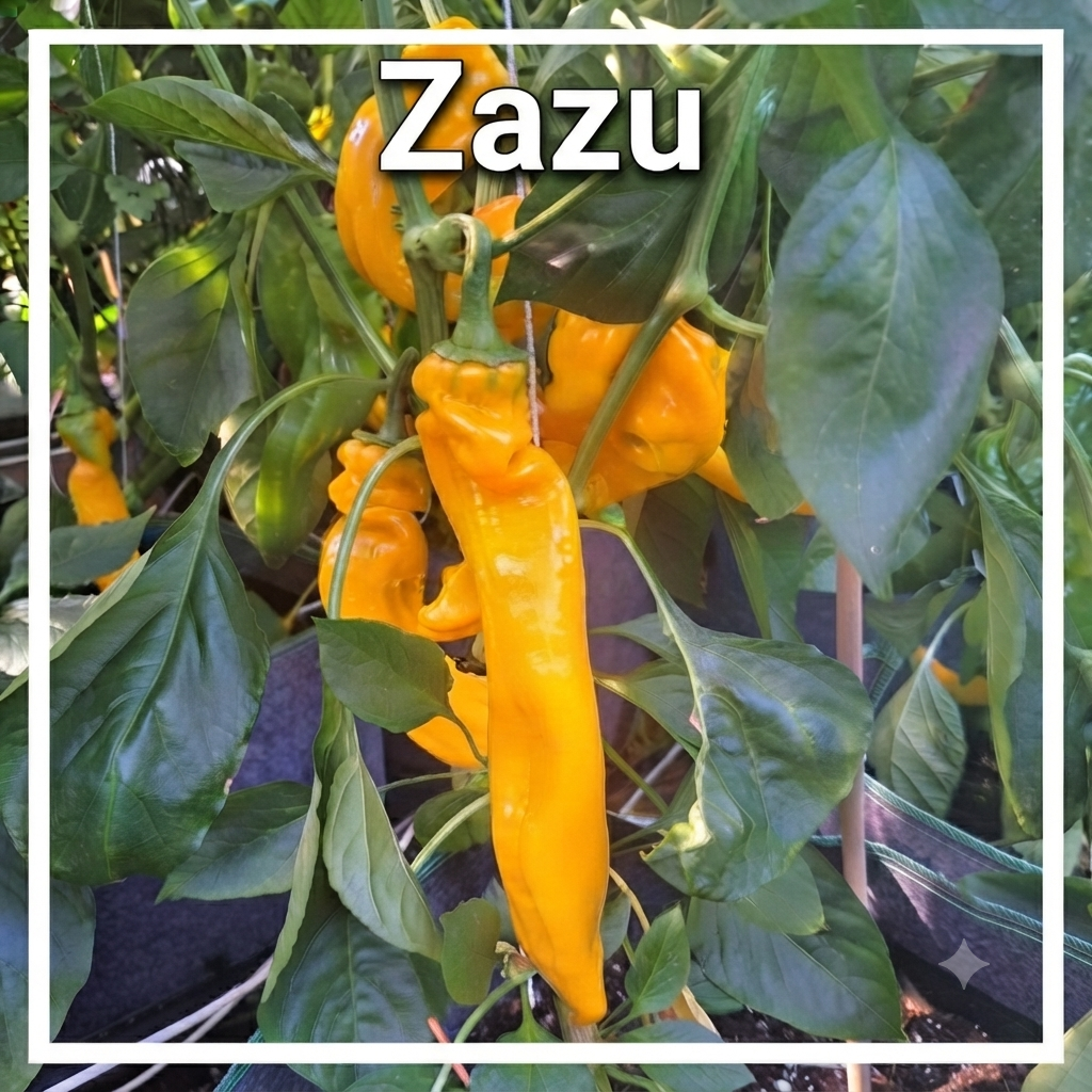 Paprika "Zazu"