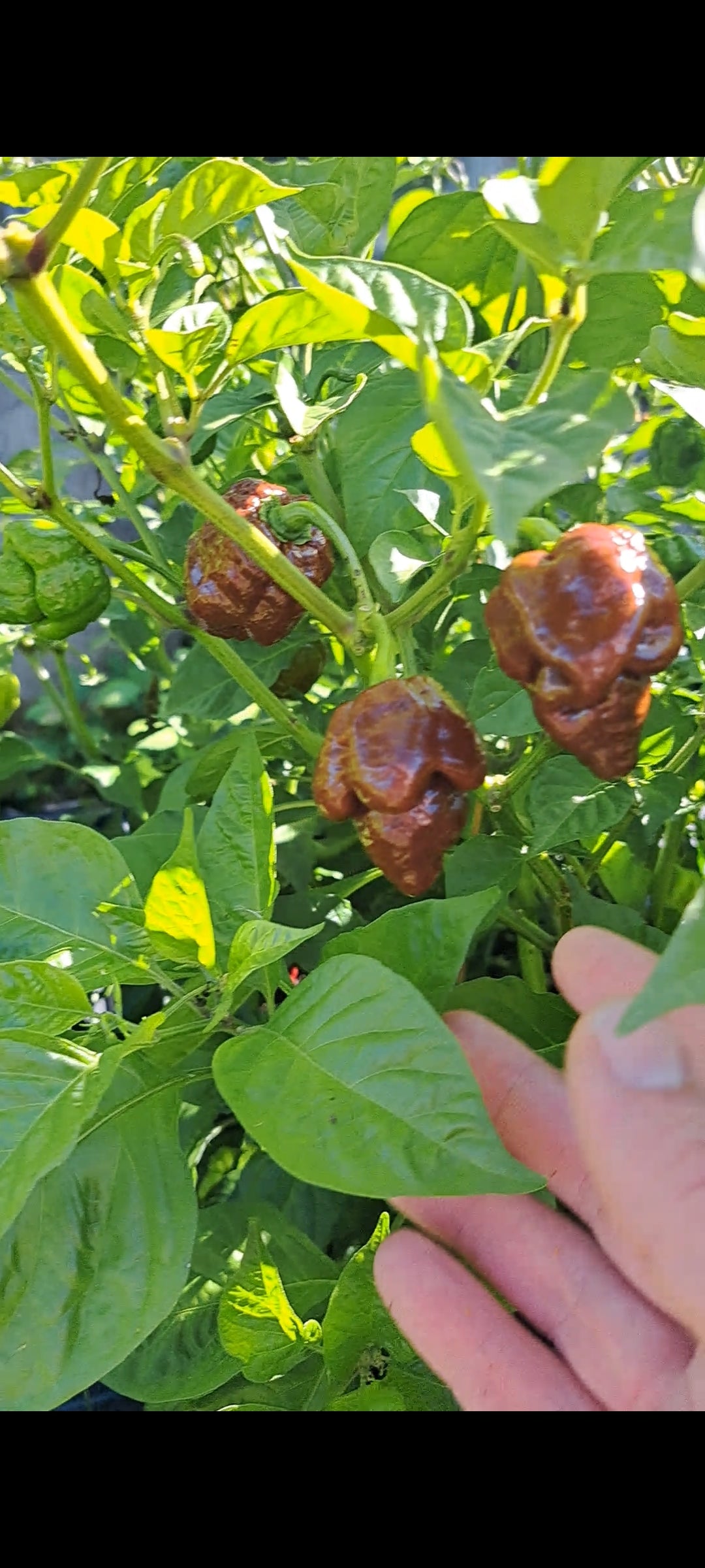 Chili "Big Bang Chocolate"