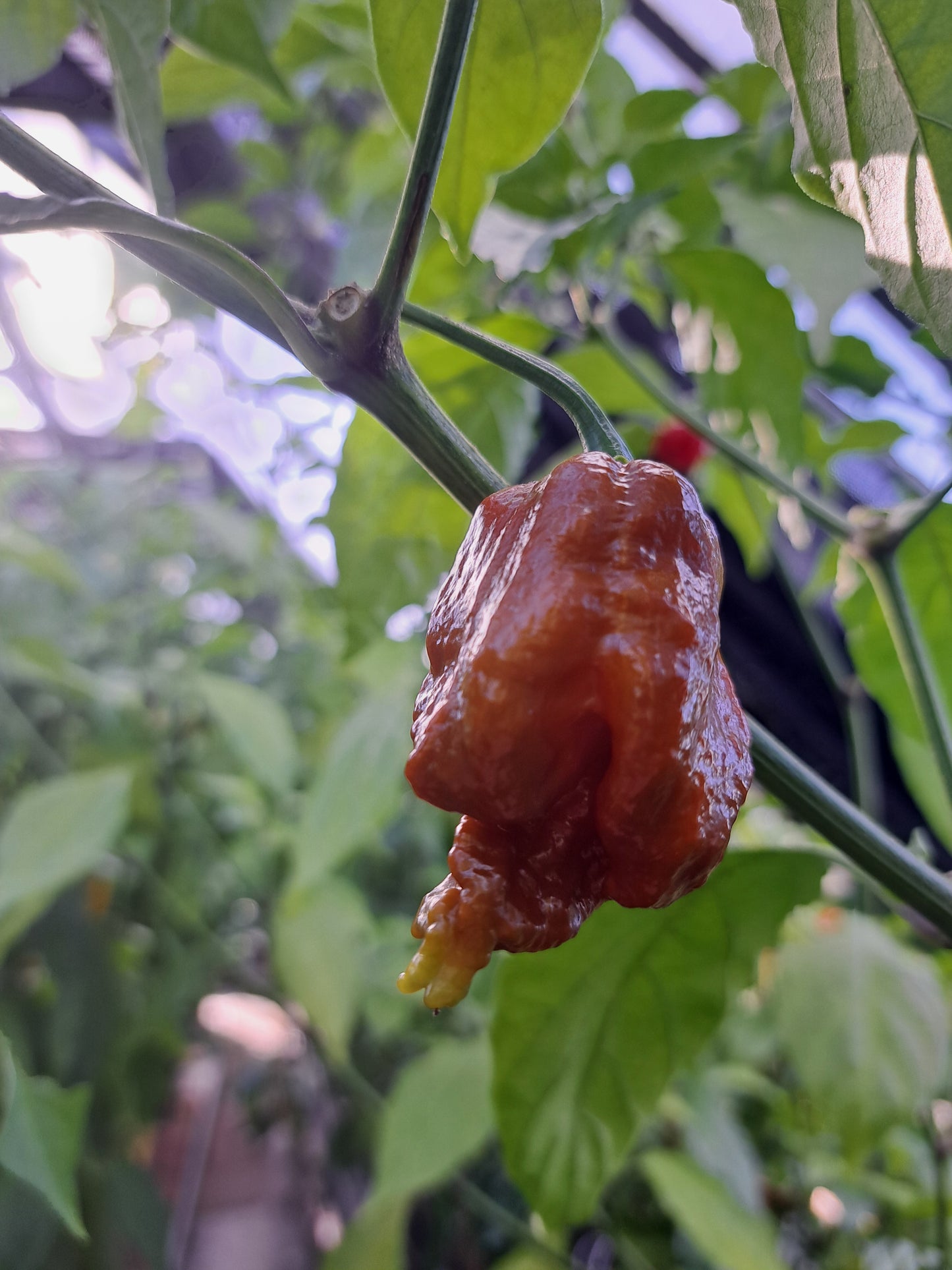 Chili Paste "Carolina Reaper Brown"