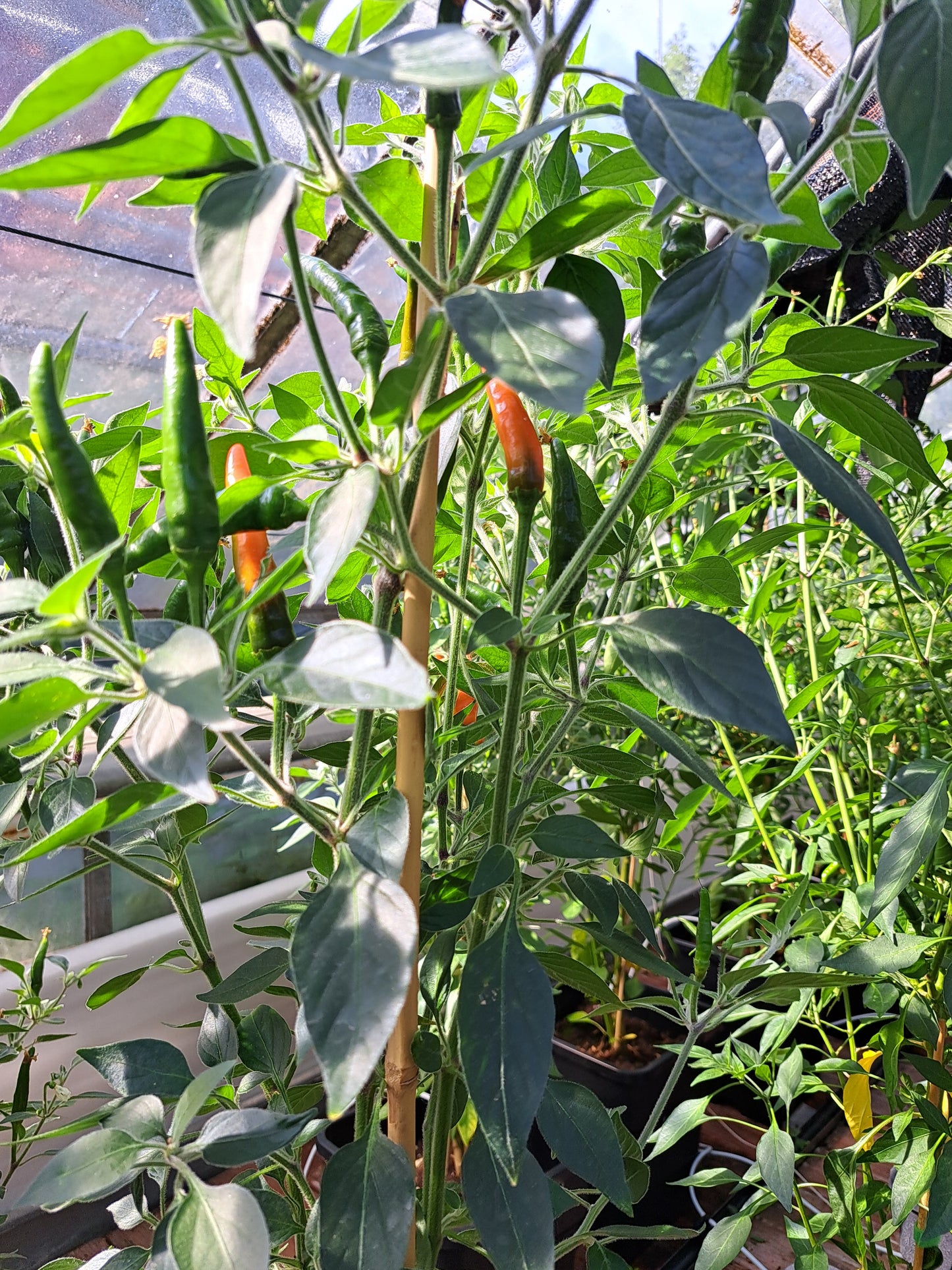 Chili "Goat´s Weed Orange"