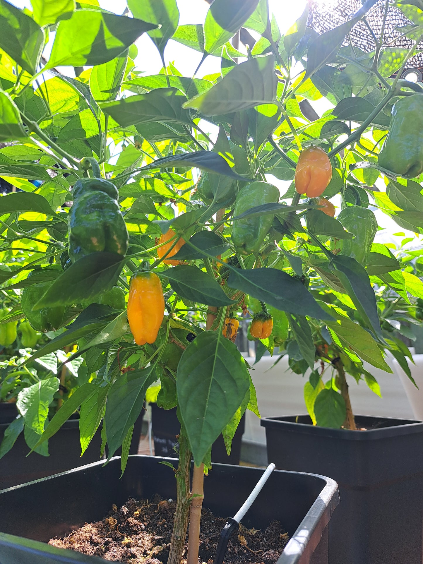 Chili "Devil`s Tongue Yellow"