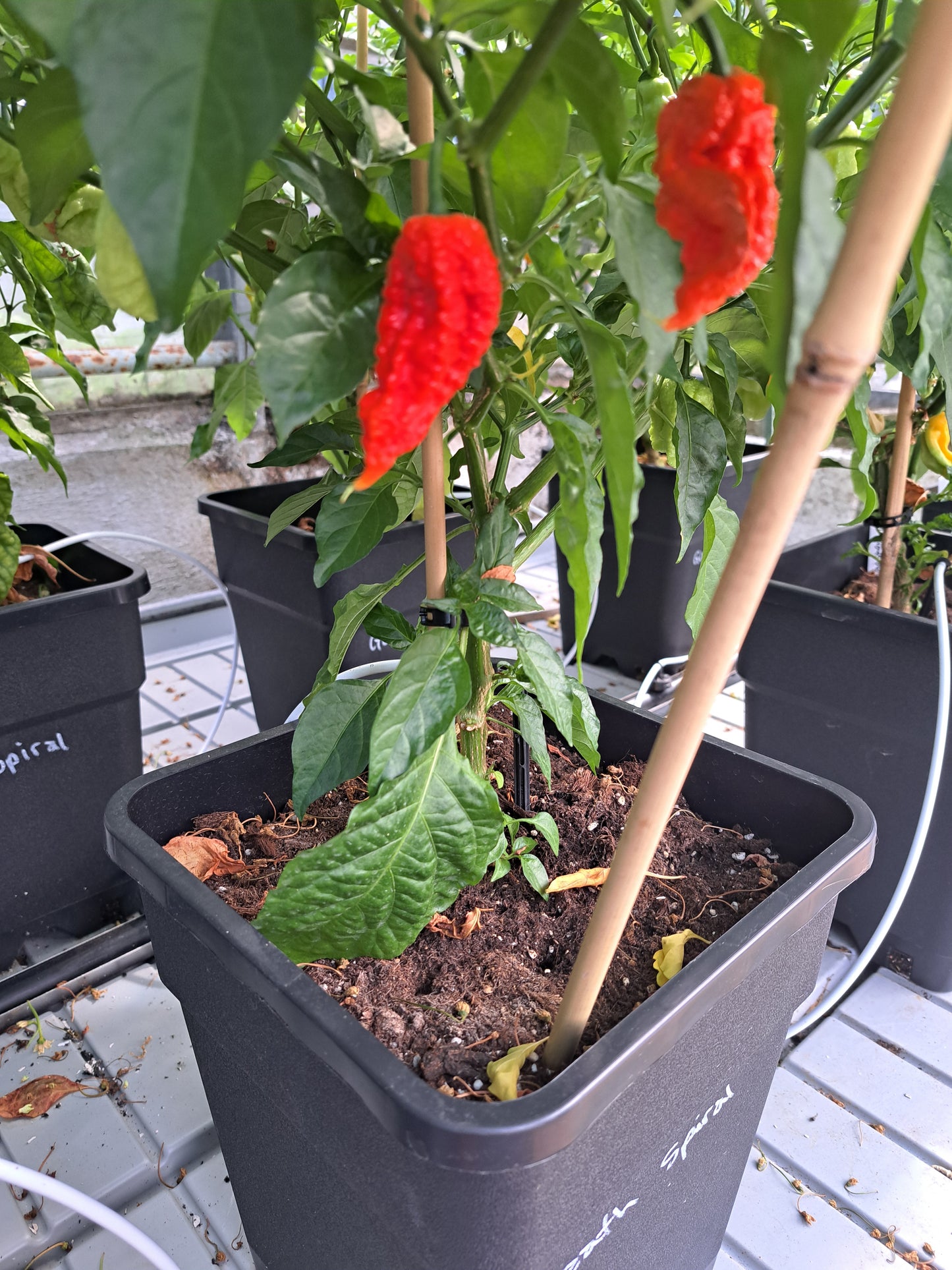 Chili "Death Spiral"