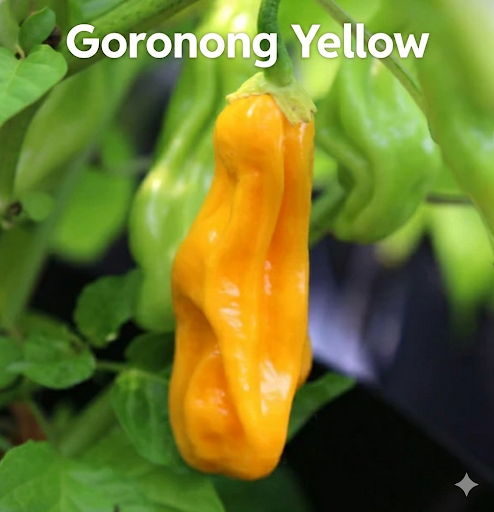 Chili "Goronong"