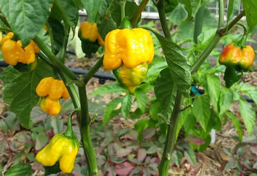 Chili "Trinidad Moruga Scorpion Yellow"