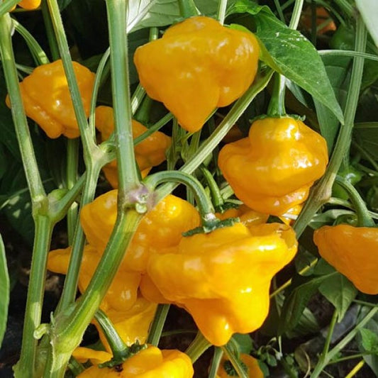 Setzling Chili "Big Jamaican Yellow"