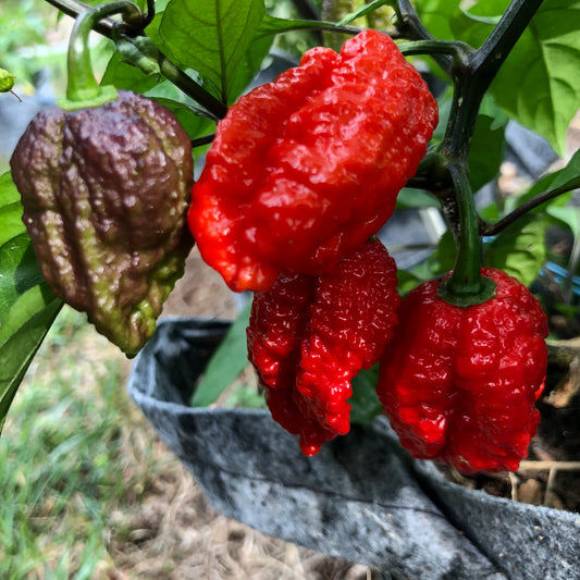 Chili "Redgum Nagabrain Tiger"
