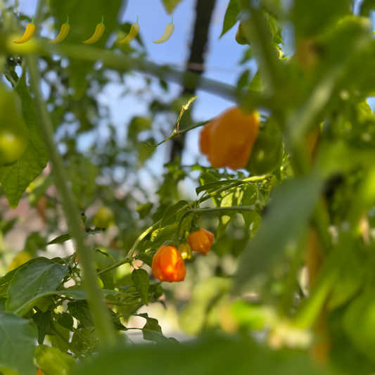 Chili "Aji Mango"