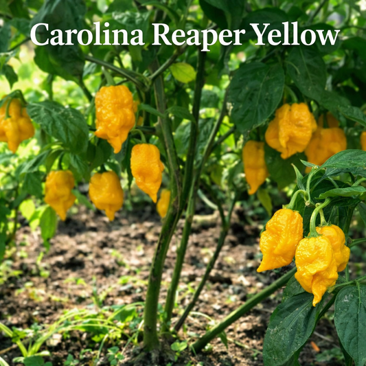 Setzling Chili  "Carolina Reaper Yellow"