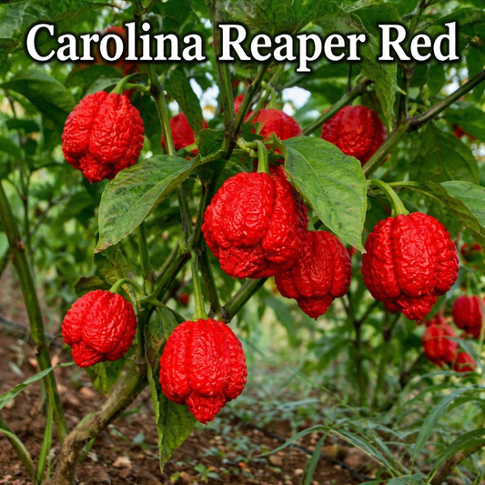 Setzling Chili "Carolina Reaper Red"