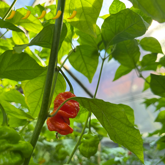 Chili "Death Spiral"