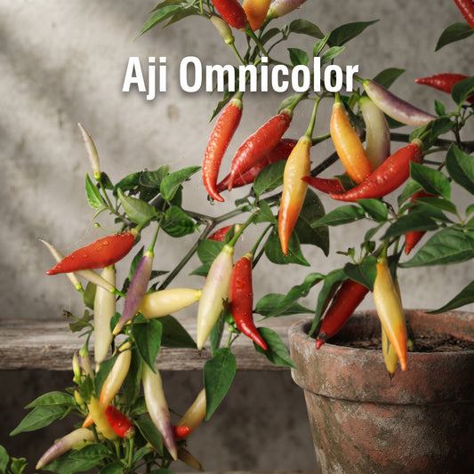Chili "Omnicolor"